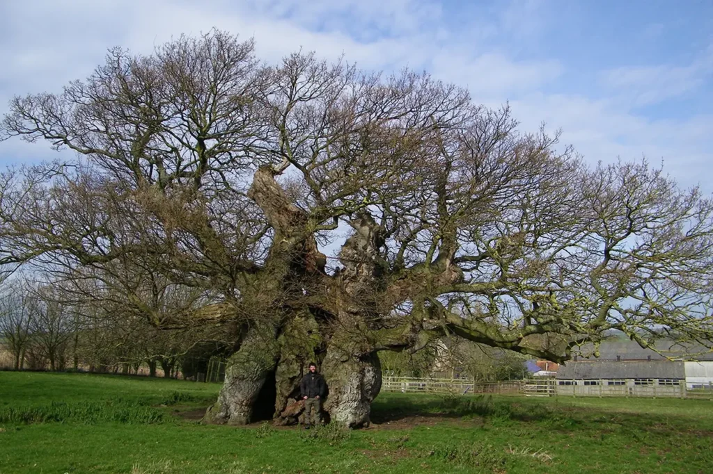 Famous Trees That Made History In The United Kingdom 2