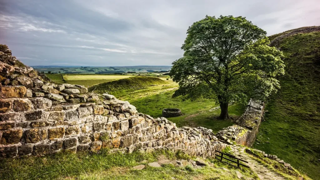 Famous Trees That Made History In The United Kingdom 4