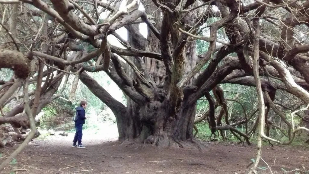Famous Trees That Made History In The United Kingdom 5
