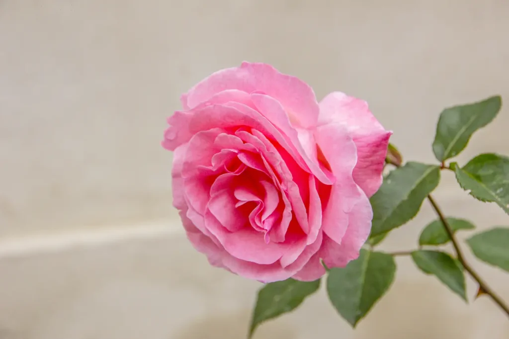 French Rose (15)