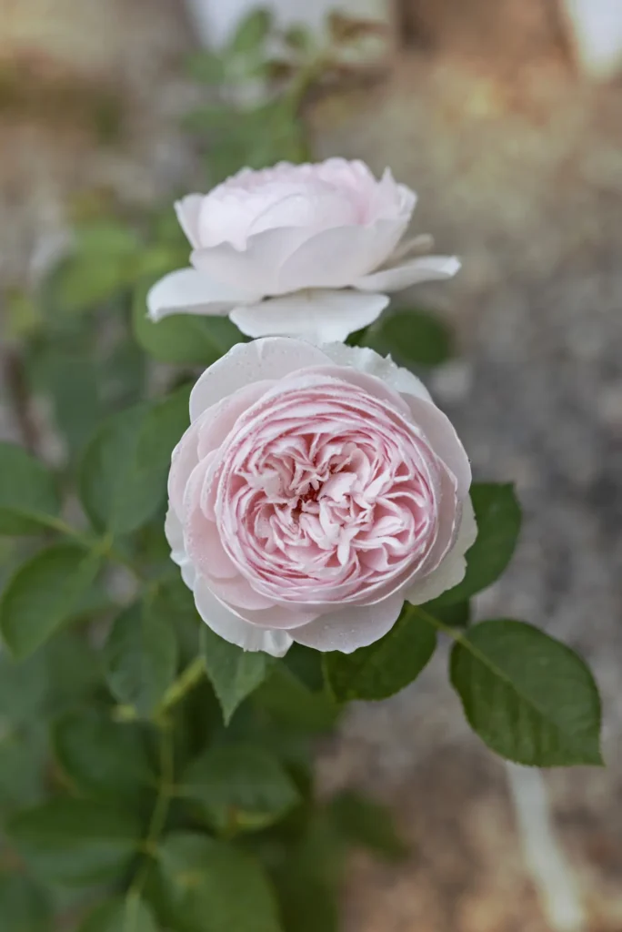 French Rose (7)