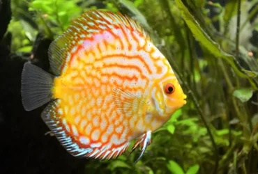 Golden Pigeon Discus 7