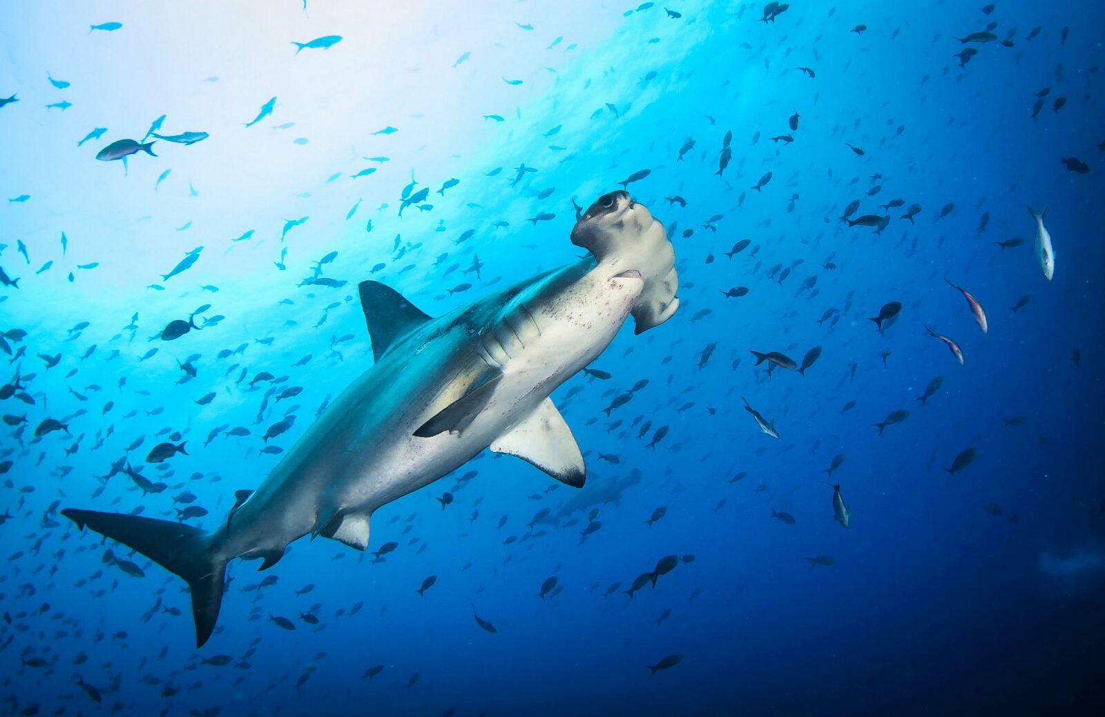 Hammerhead Shark 5