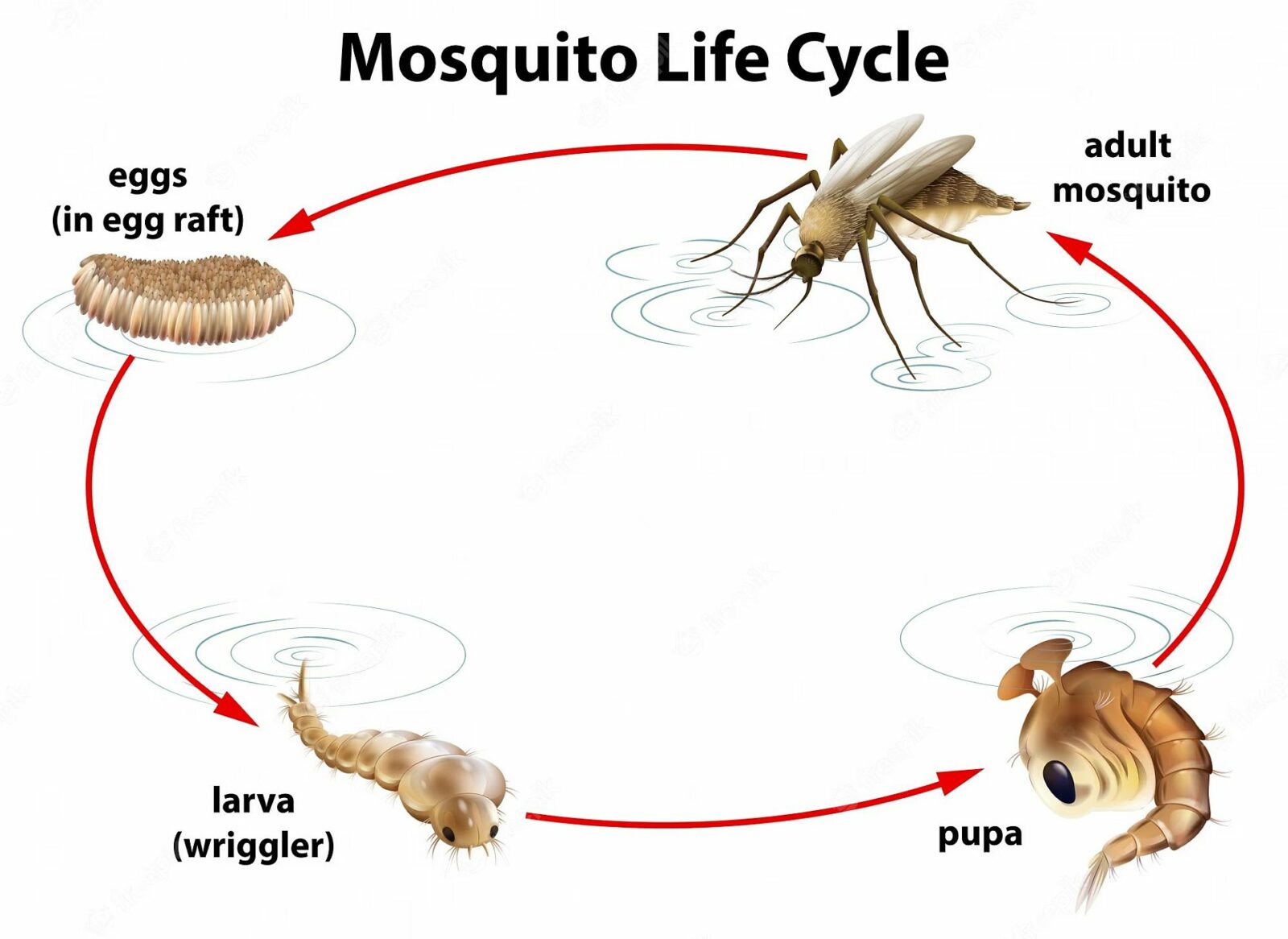 Lifecycle of mosquitoes in nature