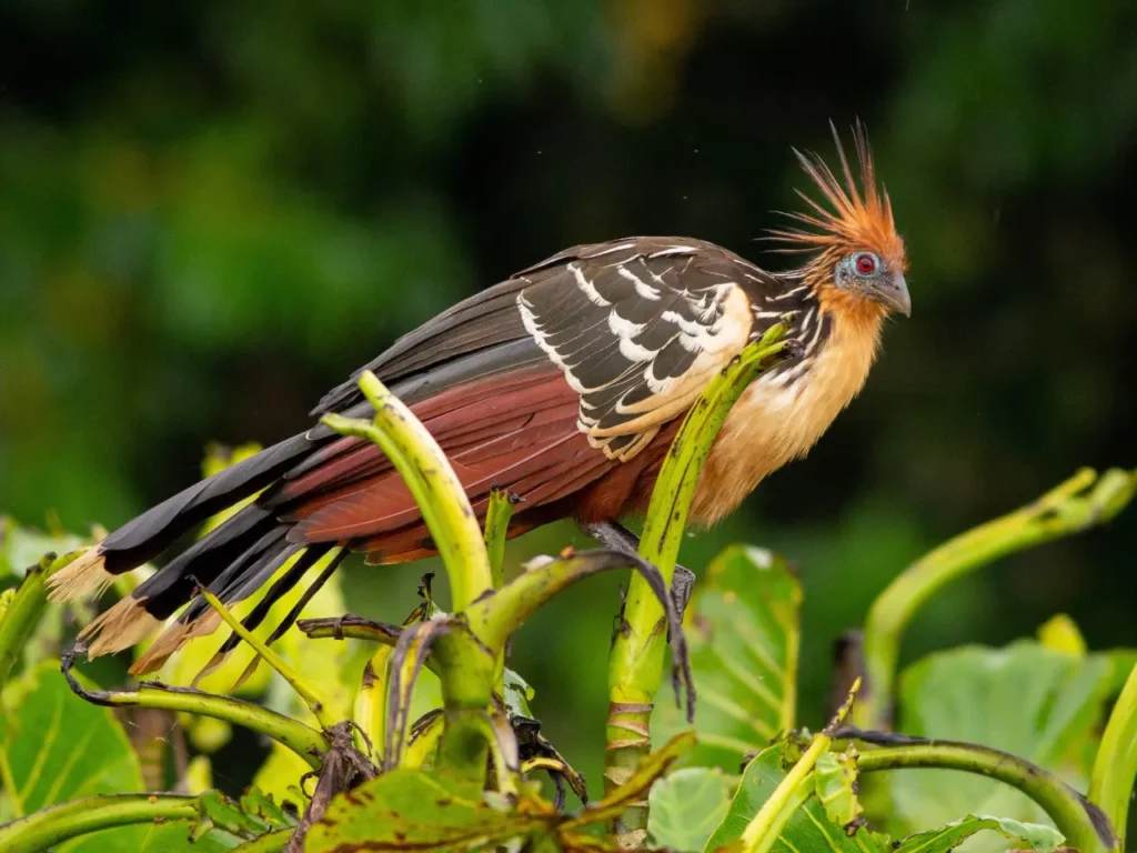 list-of-the-ugliest-bird-species-in-the-world-9