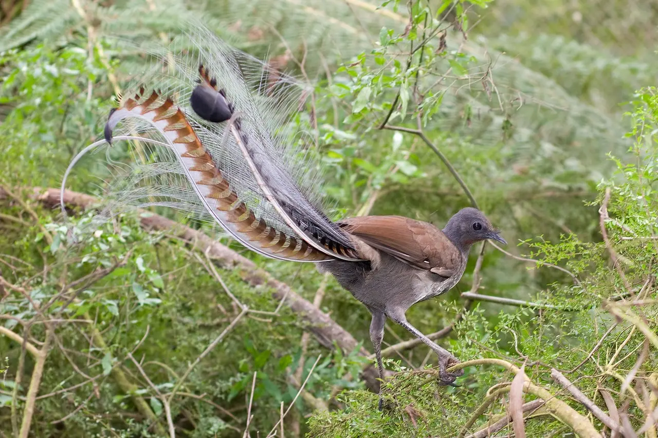 Lyrebird 6