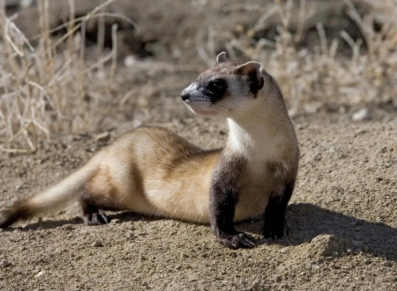 list-of-the-most-fascinating-mustelid-species-in-the-world-worldweet