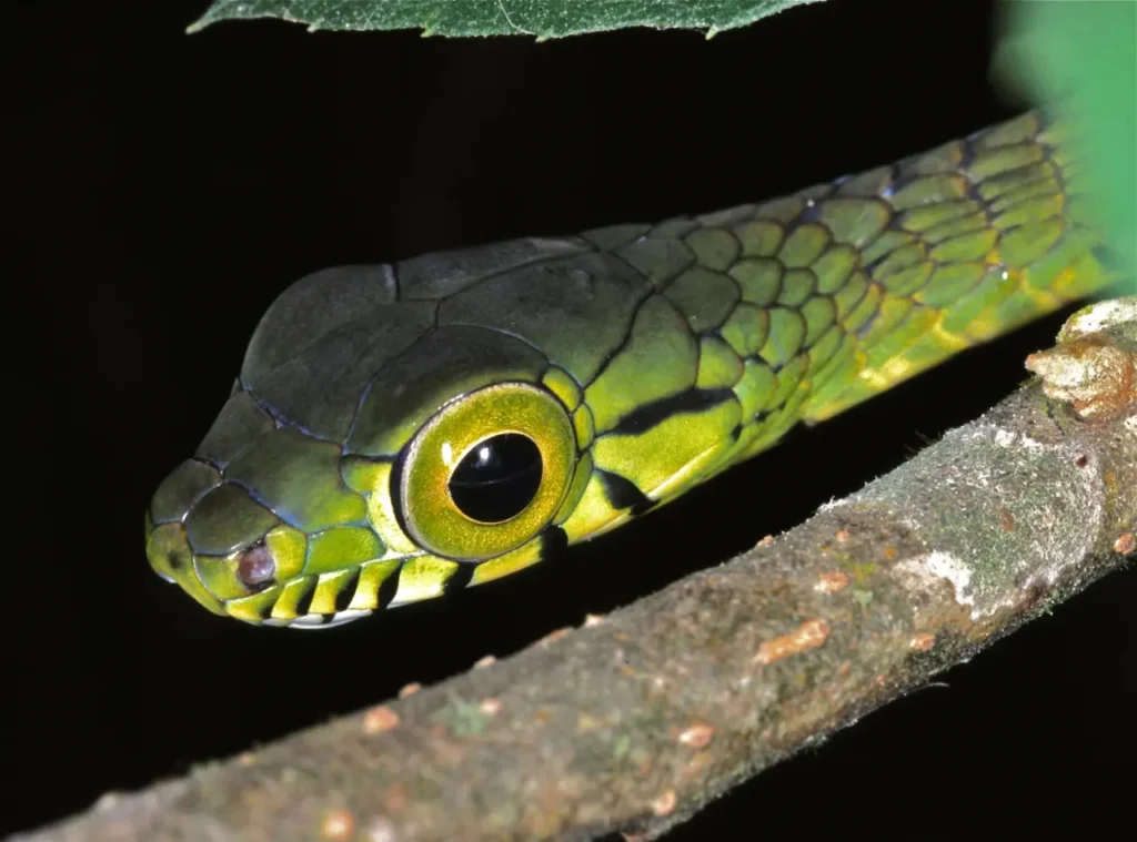 Snakes With The Largest Eyes 1