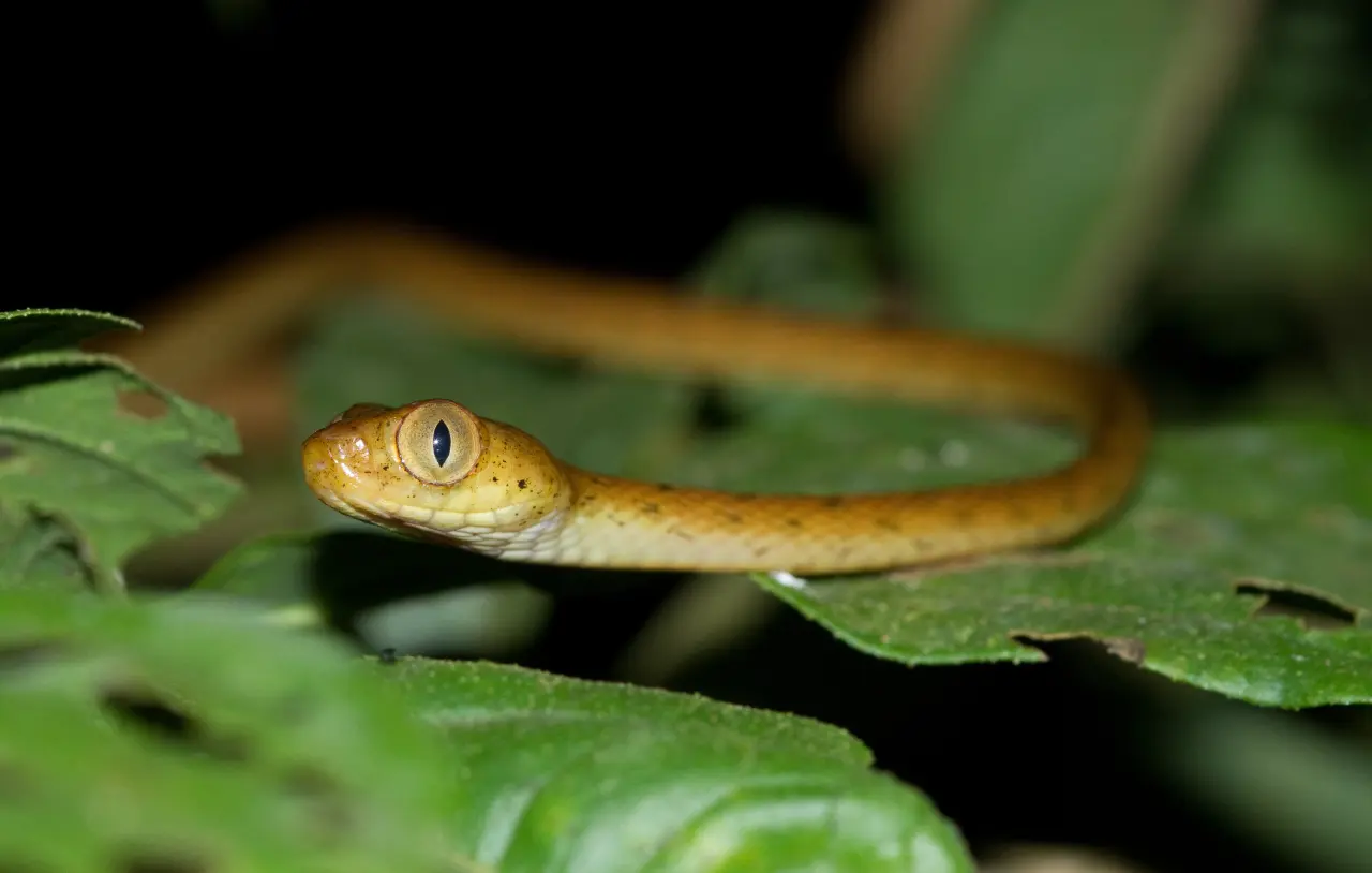 Snakes With The Largest Eyes 4