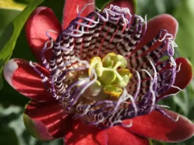 Ten-flower-species-in-the-amazon-are-hunted-by-many-people-with-ecstatic-beauty-2
