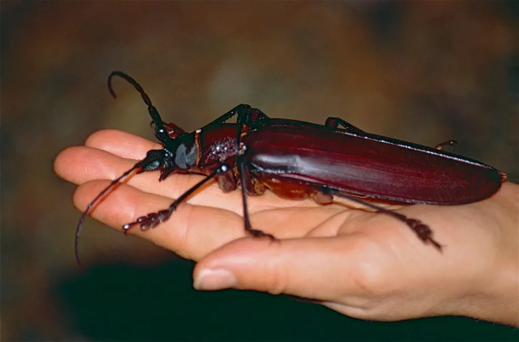 ten-largest-insects-in-the-world-2