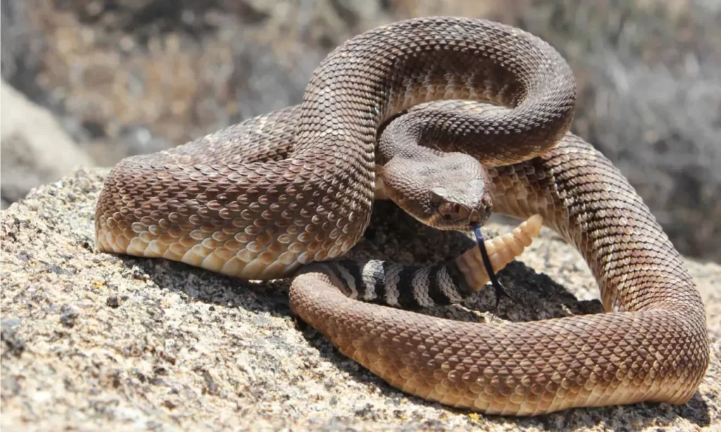The-giant-montana-rattlesnake-the-nightmare-of-many-people-3