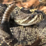 The-giant-montana-rattlesnake-the-nightmare-of-many-people-4