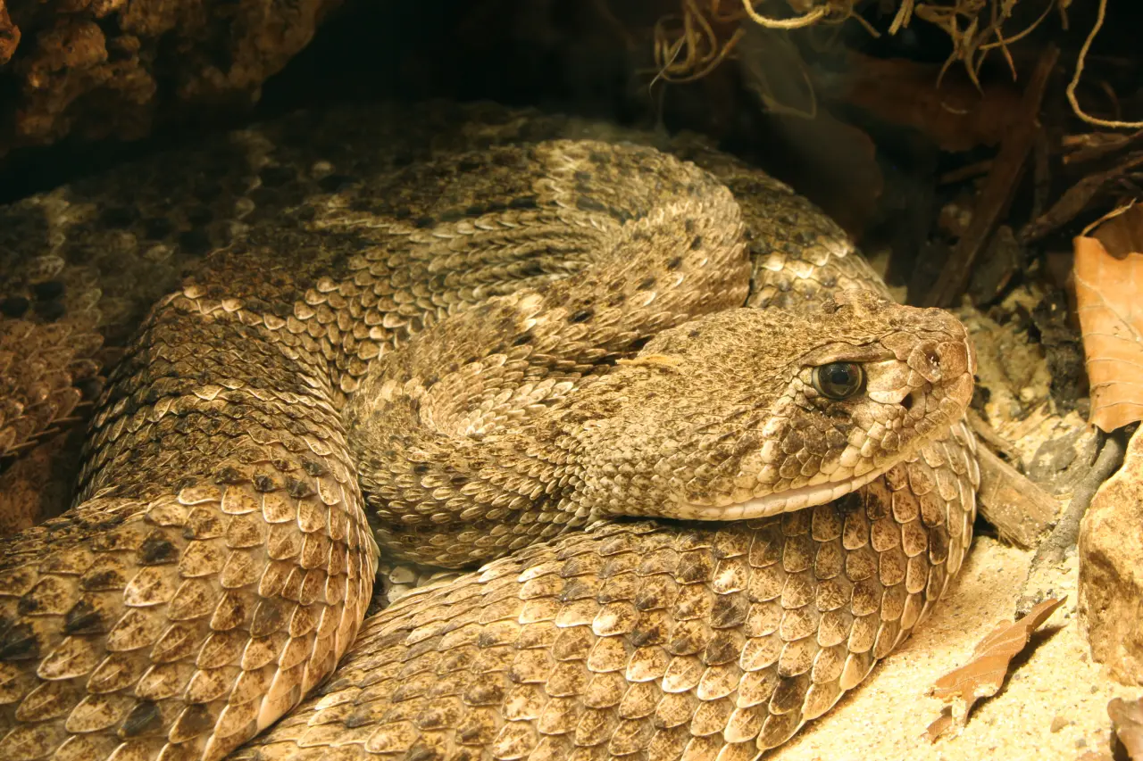 The-giant-montana-rattlesnake-the-nightmare-of-many-people-5