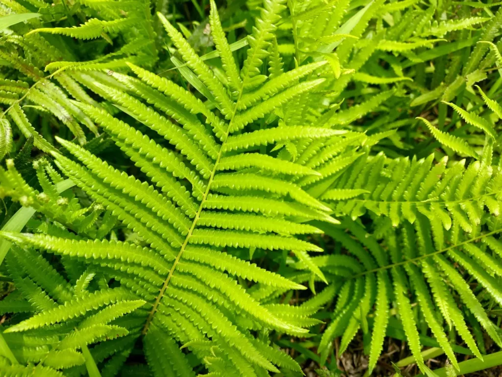 The-characteristics-of-american-fern-1
