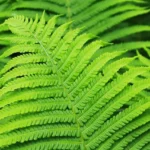 The-characteristics-of-american-fern-4