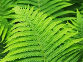 The-characteristics-of-american-fern-4