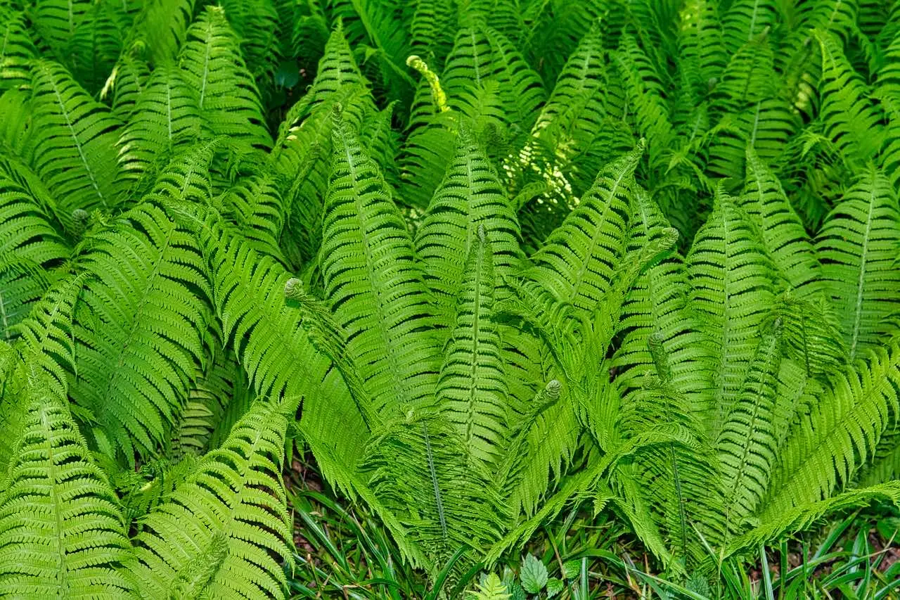 The-characteristics-of-american-fern-6