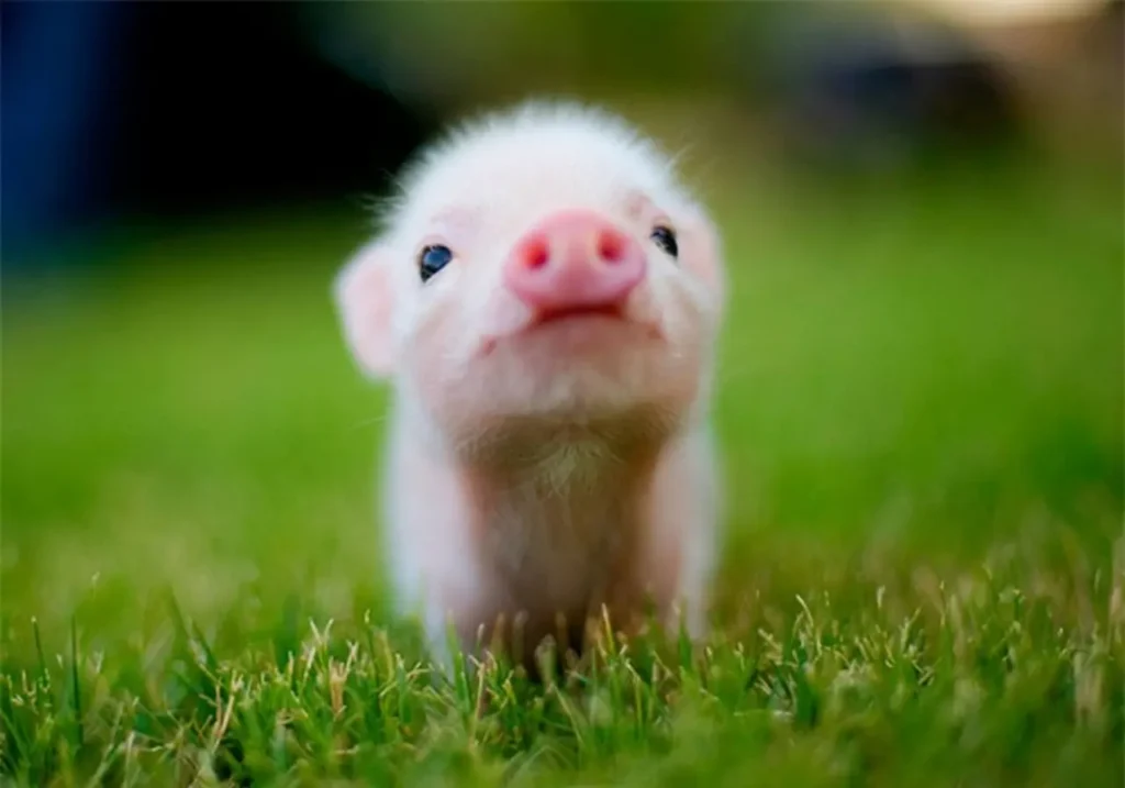 The Cutest Tiny Animals 14
