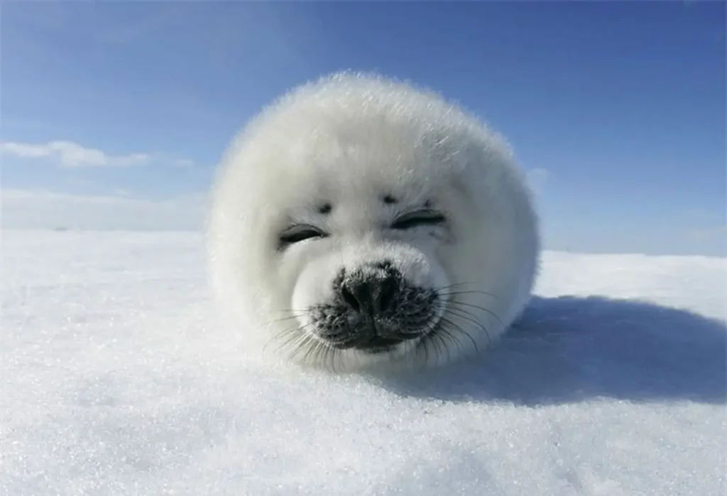 The Cutest Tiny Animals 15