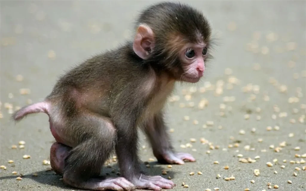The Cutest Tiny Animals 7