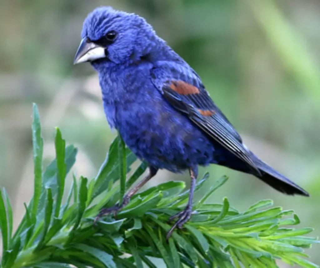 The-most-beautiful-blue-birds-in-the-world-1