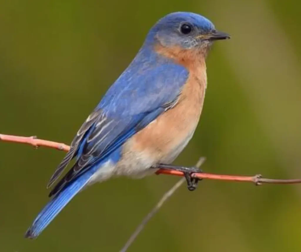 The-most-beautiful-blue-birds-in-the-world-2