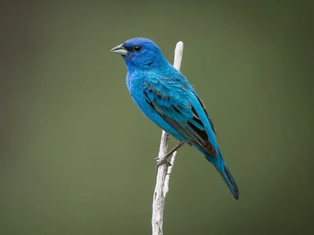 The-most-beautiful-blue-birds-in-the-world-3