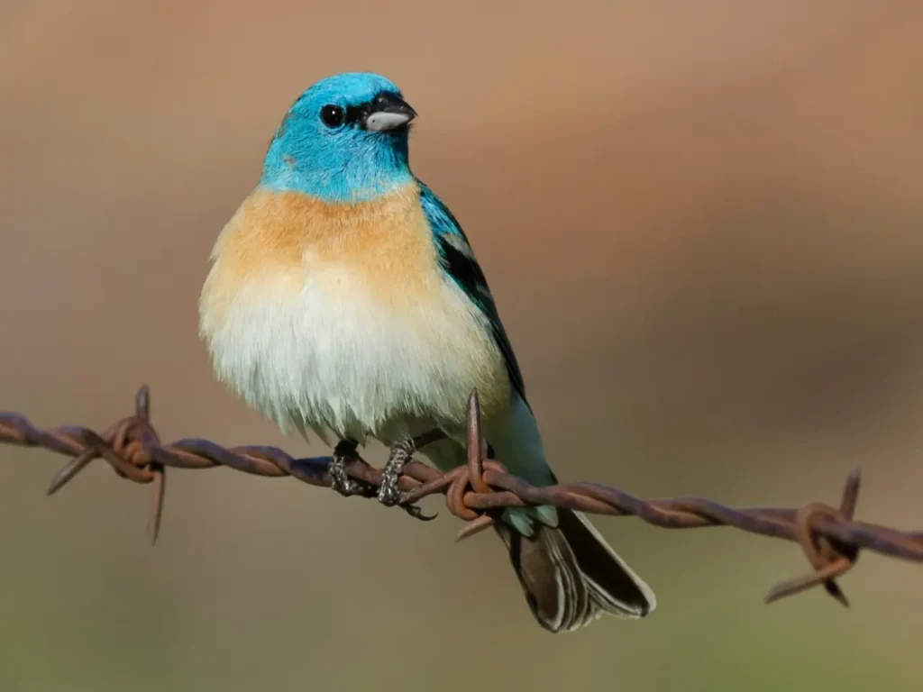 The-most-beautiful-blue-birds-in-the-world-5