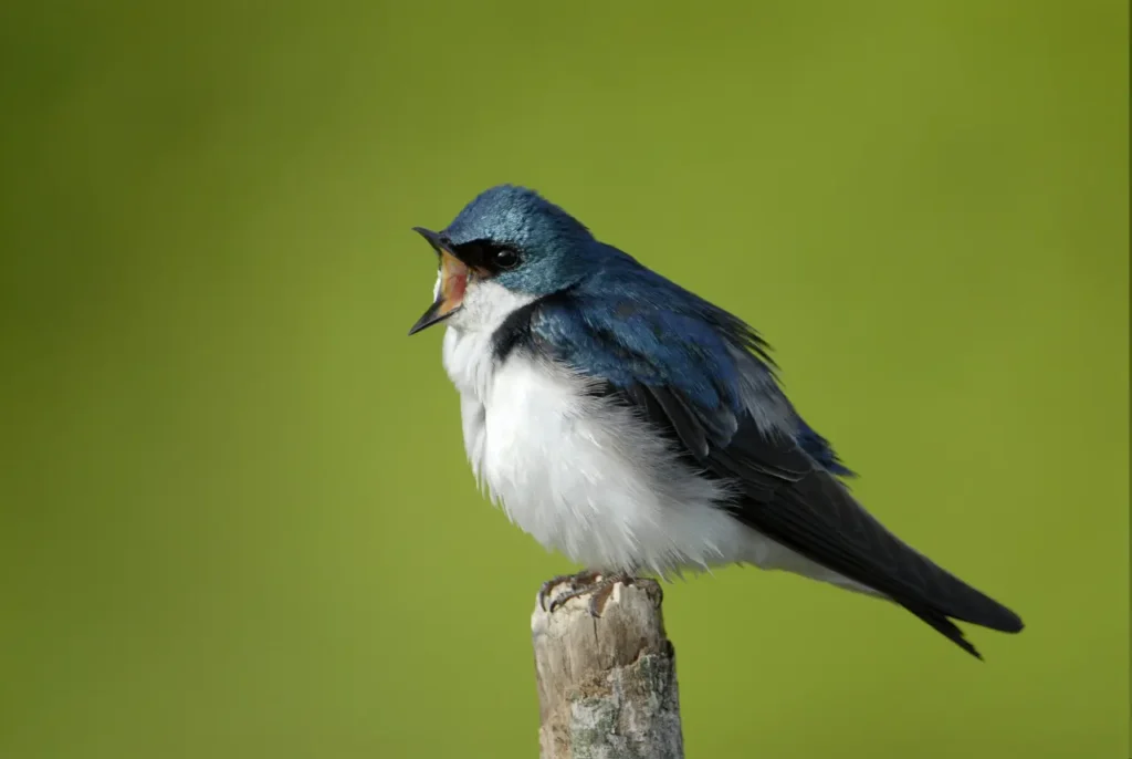 The-most-beautiful-blue-birds-in-the-world-7