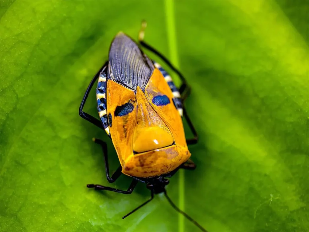 The-most-beautiful-insect-species-in-the-world-10