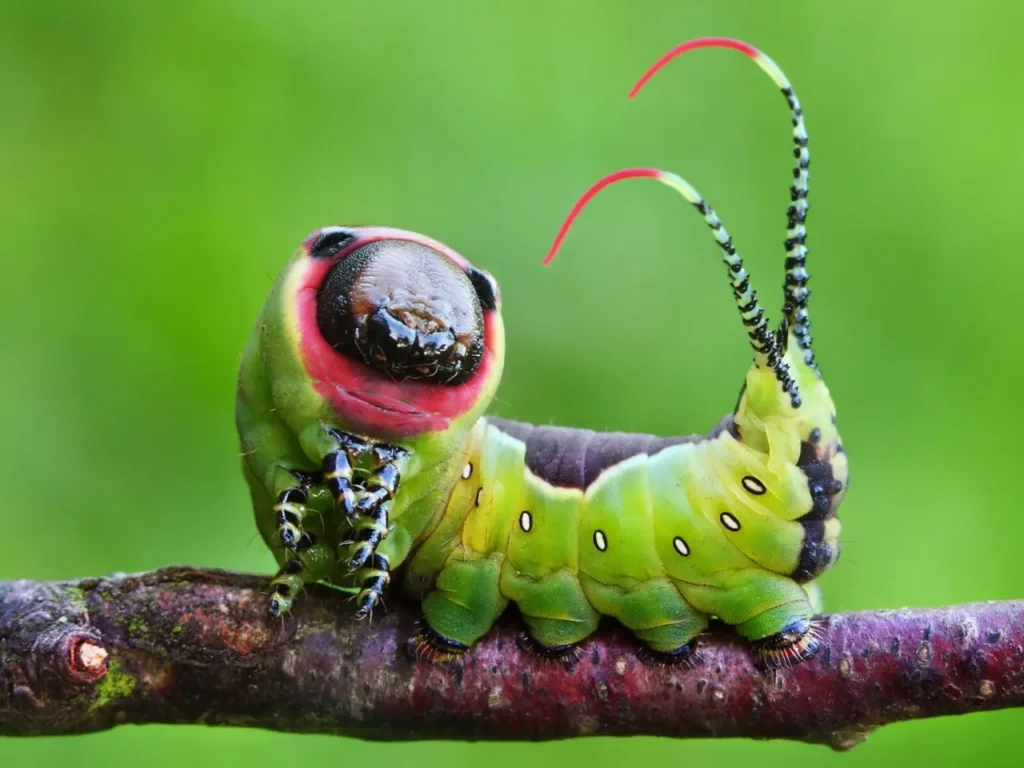 The-most-beautiful-insect-species-in-the-world-12