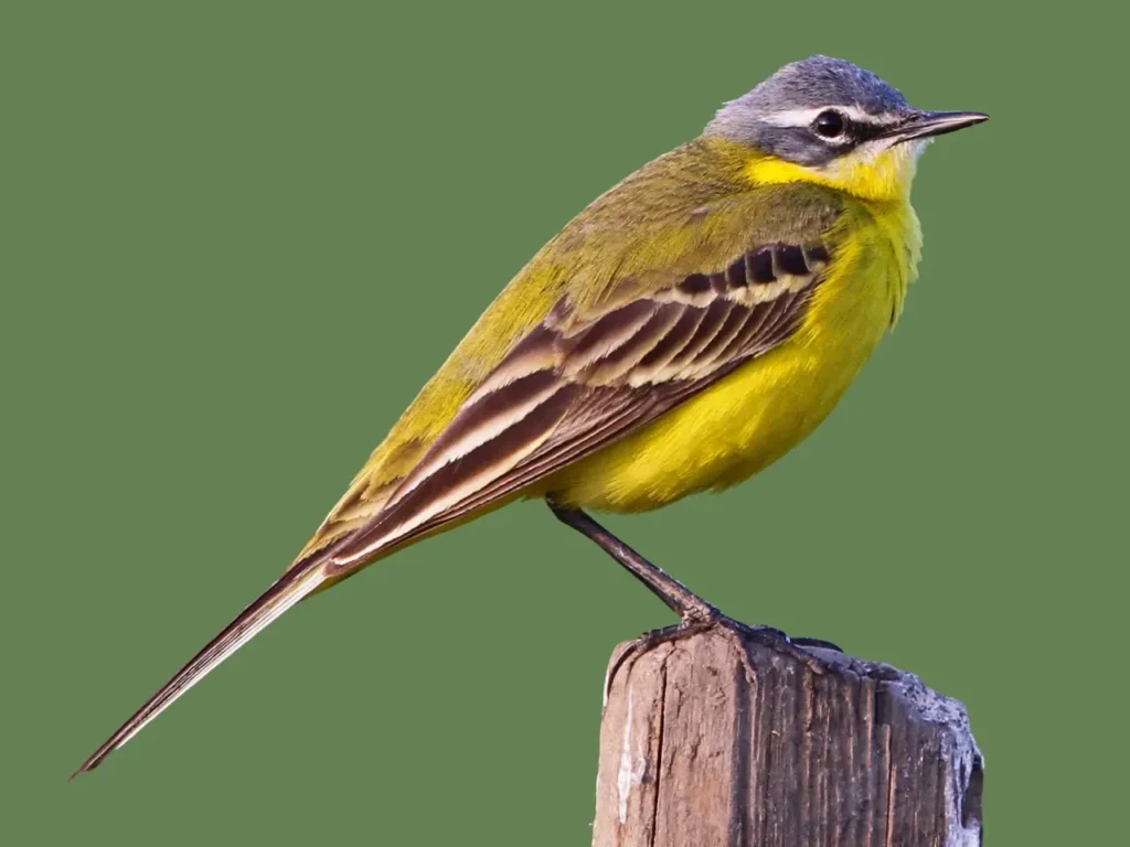The-most-beautiful-yellow-bird-today-3