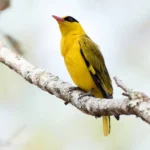 The-most-beautiful-yellow-bird-today-7