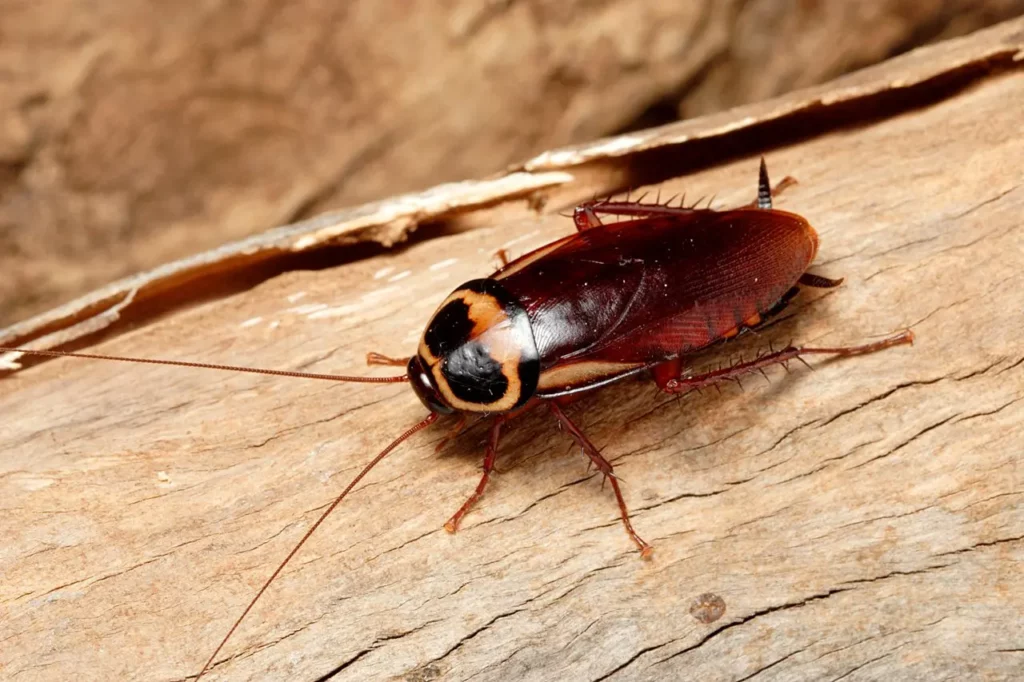 The-nine-fastest-insect-species-in-the-world-10