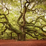 Top-eight-famous-trees-in-the-united-states-2