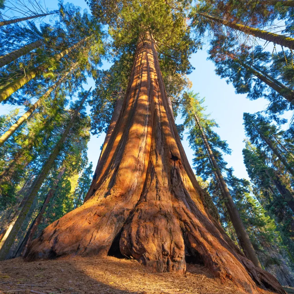 Top-eight-famous-trees-in-the-united-states-3