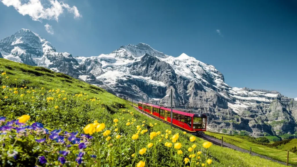 Top-five-famous-and-beloved-flowers-in-switzerland-1