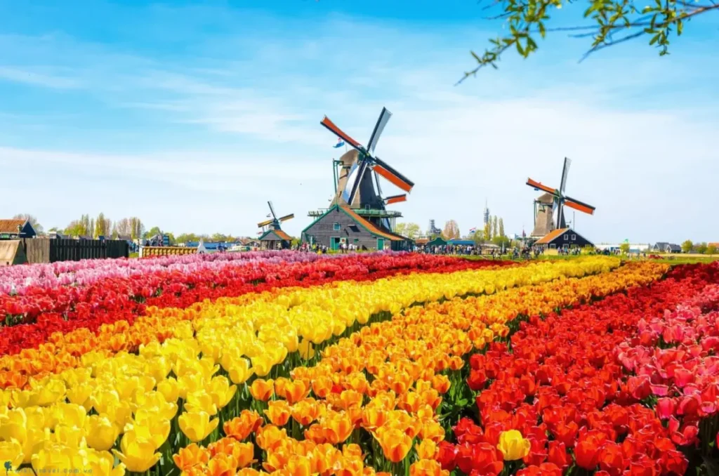 Top-six-famous-and-beloved-flowers-in-the-netherlands-1