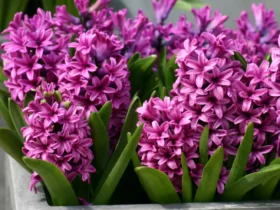 Top-six-famous-and-beloved-flowers-in-the-netherlands-4