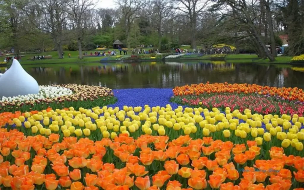 Top-six-famous-and-beloved-flowers-in-the-netherlands-8