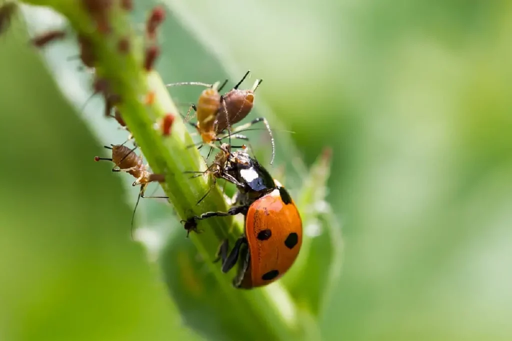 Top-the-most-beneficial-insects-in-the-world-15