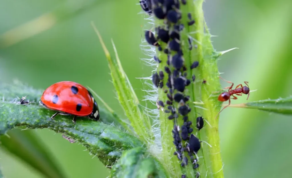 Top-the-most-beneficial-insects-in-the-world-5