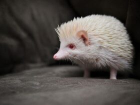 White Hedgehog-like Creature 3