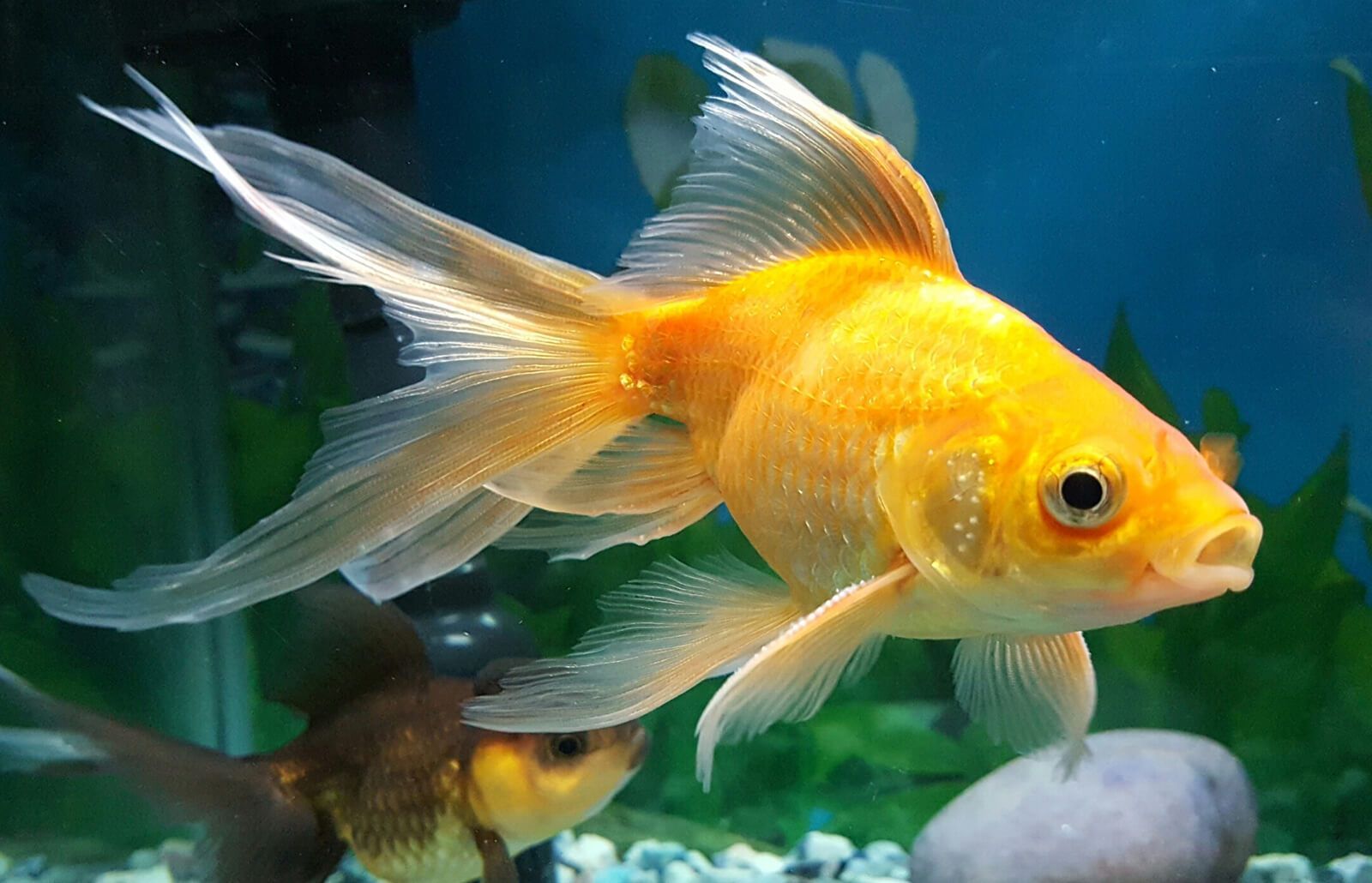 Yellow colored Fish 8