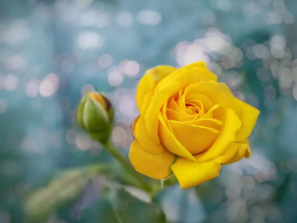 Yellow Roses Flowers (1)