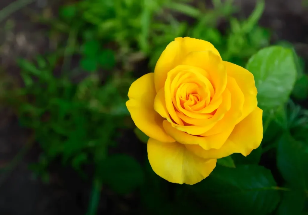 Yellow Roses Flowers (10)