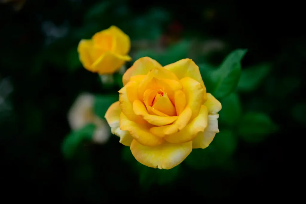 Yellow Roses Flowers (11)