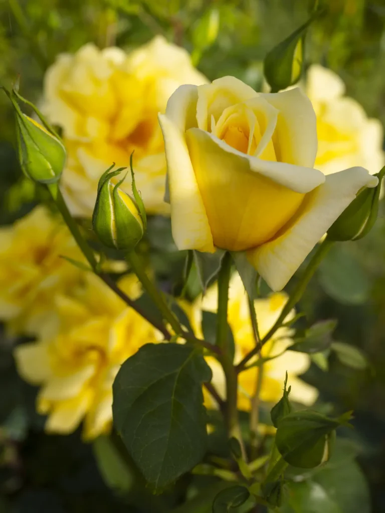 Yellow Roses Flowers (14)