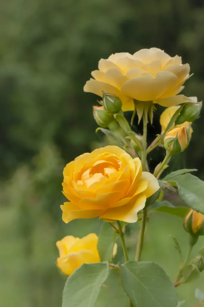 Yellow Roses Flowers (15)